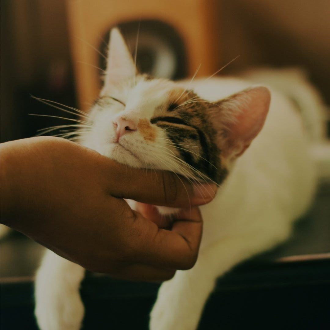 30 Min Pet Welfare Check from