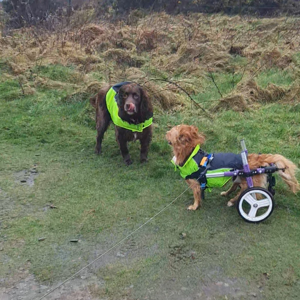 30 min Dog Walk