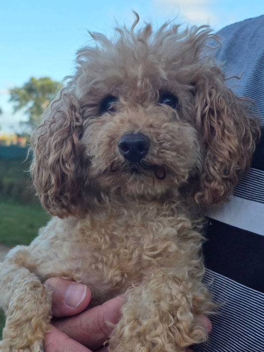 Helping a Blind Dog Live a Happy, Confident Life