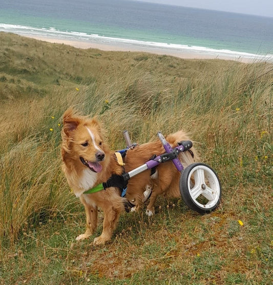 Life Looking After a Disabled Pet