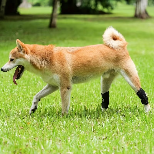 Knee Support